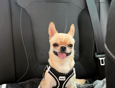 Chihuahua - 118979617