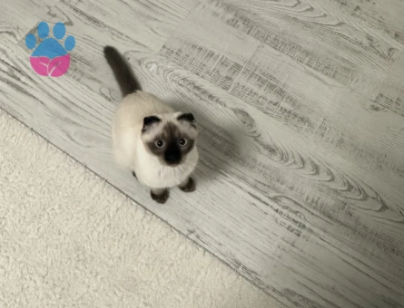 Scottish Fold Kedime Erkek Eş arıyoruz - 118985042