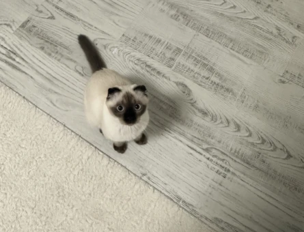 Scottish Fold Kedime Erkek Eş arıyoruz - 118985042