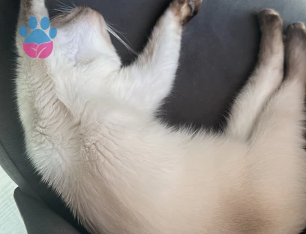 Scottish Fold Kedime Erkek Eş arıyoruz - Görsel 3