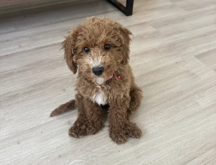 4 aylik minyatür poodle - 118985043