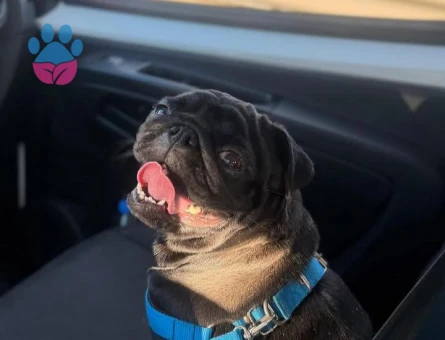 Dişi pug 11 Aylık - 118985046