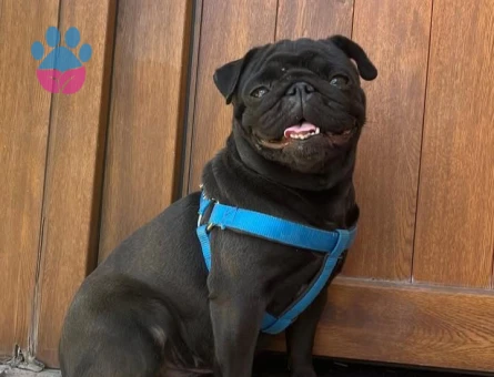 Dişi pug 11 Aylık - Görsel 3