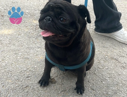 Dişi pug 11 Aylık - Görsel 4
