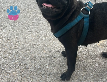 Dişi pug 11 Aylık - Görsel 5