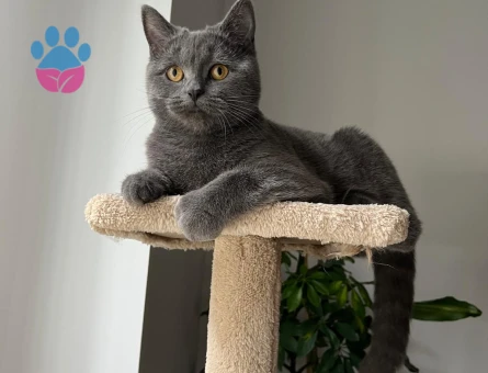 British Shorthair Lili için eş arıyoruz - 118985048