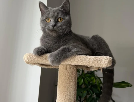 British Shorthair Lili için eş arıyoruz - 118985048