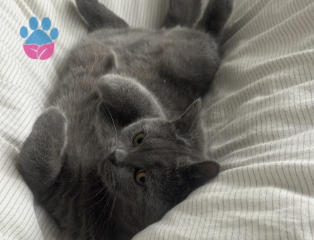 British Shorthair Lili için eş arıyoruz - Görsel 3