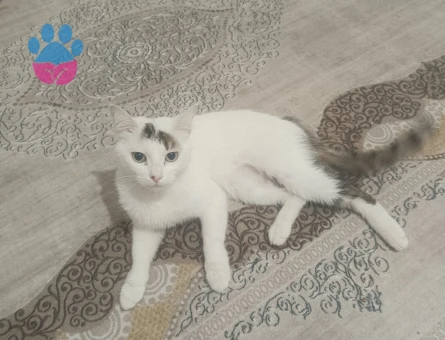 Tekir 2 Yaşında Dişi ve Erkek - Görsel 4