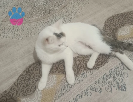 Tekir 2 Yaşında Dişi ve Erkek - Görsel 3