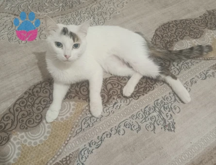 Tekir 2 Yaşında Dişi ve Erkek - Görsel 5
