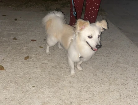 Spitz 1 Yaşında Köpeğim Eş Arıyor - 118972090