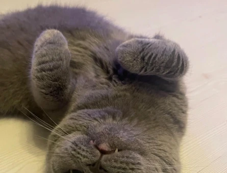 Scottish Fold Kedim Eş Arıyor - 118972094