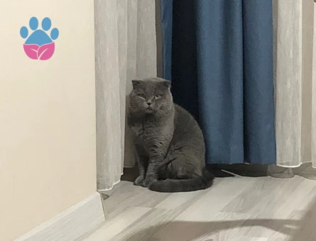 Scottish Fold Kedim Eş Arıyor