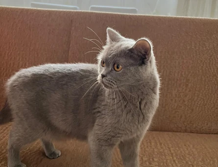 Safkan British kedimize eş arıyoruz - 118980038