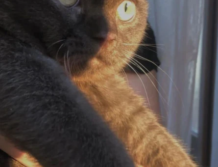 Erkek kedi çiftleştirme - 118980040