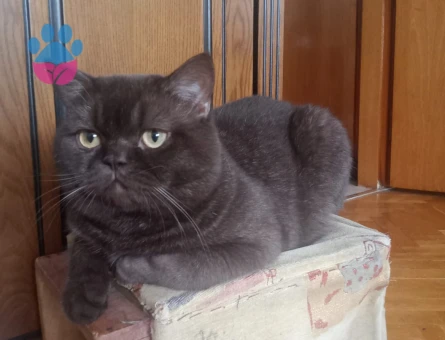 Erkek kedi çiftleştirme