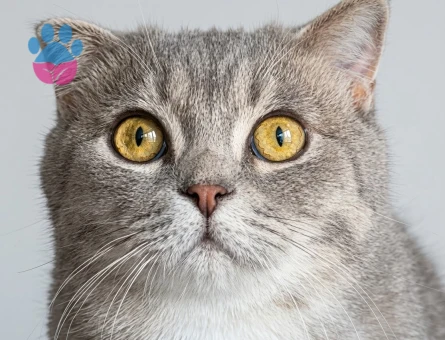 Scottish Fold Erkek Kızgınlıkta - Görsel 2