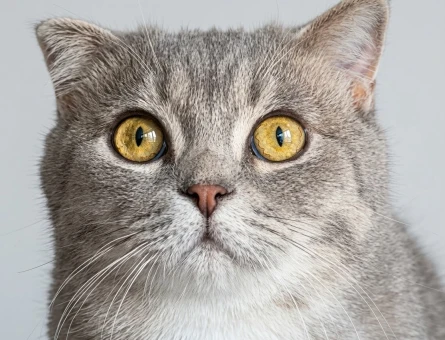 Scottish Fold Erkek Kızgınlıkta - 118985257