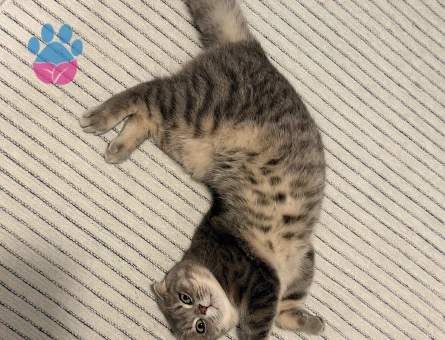 Scottish Fold Erkek Kızgınlıkta - Görsel 3