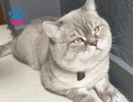 British shorthair lynx Point oğlum - Görsel 2