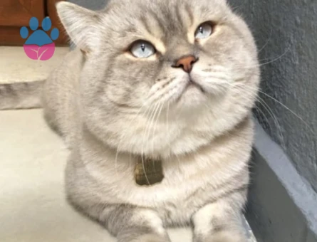 British shorthair lynx Point oğlum - Görsel 3
