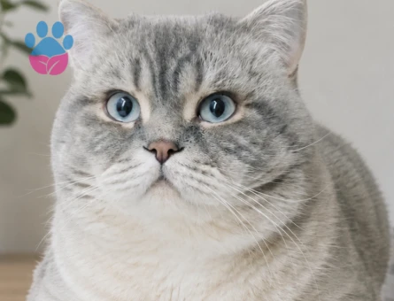 British shorthair lynx Point oğlum Bulut için eş arıyoruz - Görsel 3
