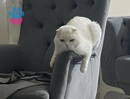 Scottish Fold Paşama eş arıyorum - Görsel 2