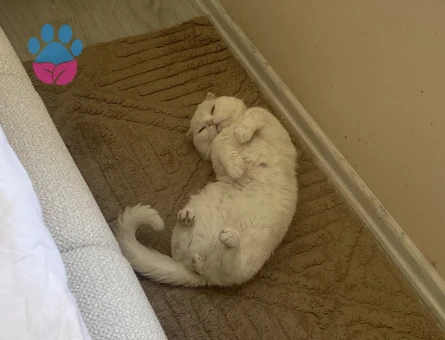 Scottish Fold Paşama eş arıyorum - Görsel 4