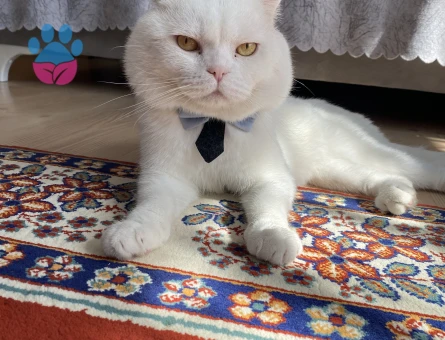 Scottish Fold Paşama eş arıyorum - Görsel 5