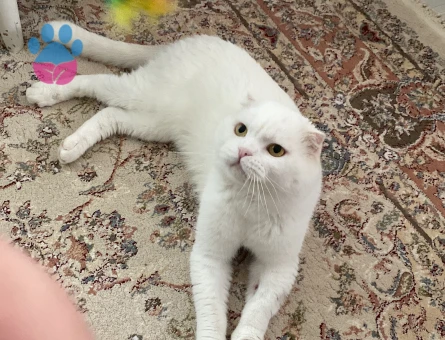 Scottish Fold Paşama eş arıyorum - Görsel 3
