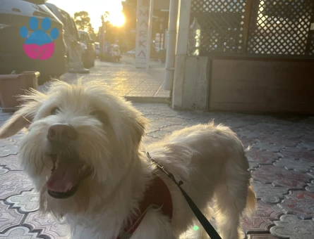 1,5 yaşında erkek Terrierime eş arıyorum