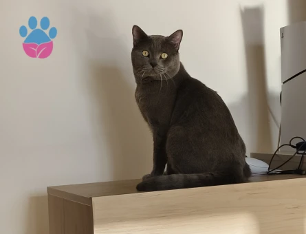 1 yaşında British Shorthair