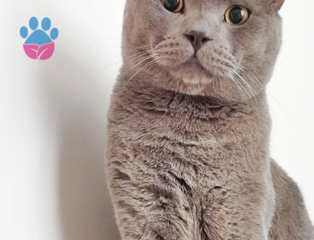 1 yaşında British Shorthair