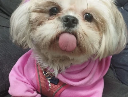 Shih Tzu 2 Yaşında Eş Arıyor - 118972505