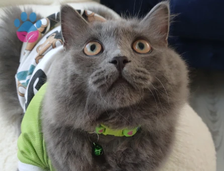 British longhair 1 Yaşında Eş Arıyor