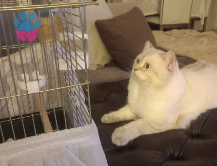 Oğlumuza eş adayı arıyoruz İzmir Karşıyaka Çevresi