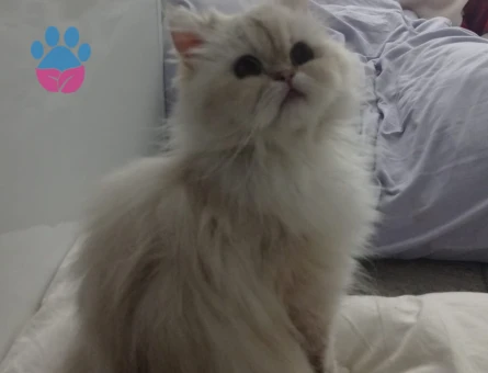 Kızıma damat arıyorum