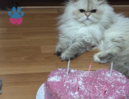 Kızıma damat arıyorum