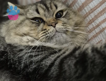 British Shorthair Oğlumuza Eş