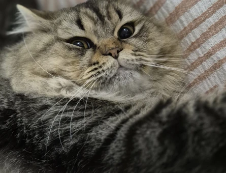 British Shorthair Oğlumuza Eş - 118980517