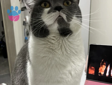 Erkek kedim için eş arıyorum