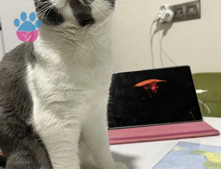 Erkek kedim için eş arıyorum