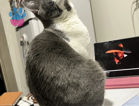 Erkek kedim için eş arıyorum