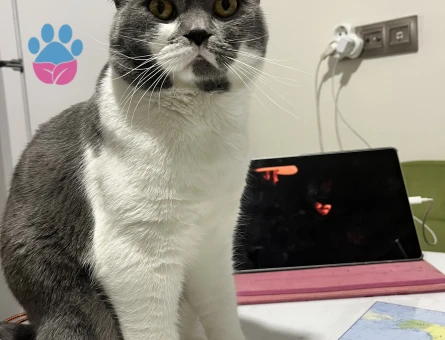 Erkek kedim için eş arıyorum