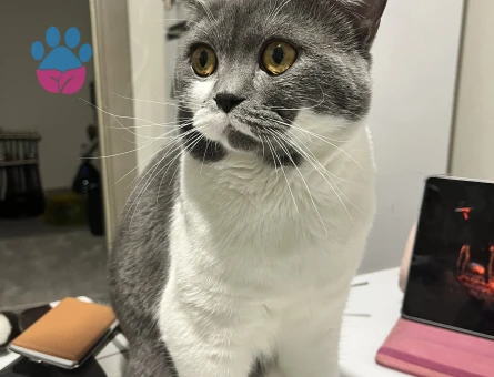 Erkek kedim için eş arıyorum