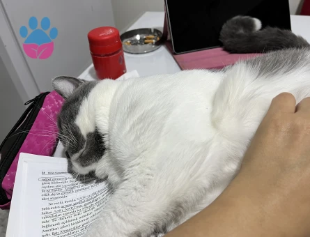 Erkek kedim için eş arıyorum