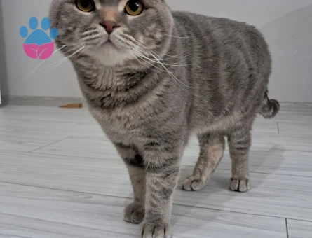 Scottish Fold Paşama eş arıyorum