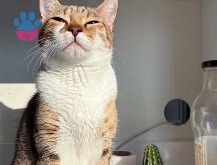 KADER YENİ KADERİNİ ARIYOR KEDİ DİŞİ