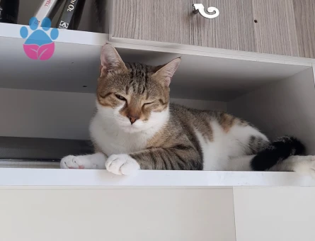 KADER YENİ KADERİNİ ARIYOR KEDİ DİŞİ